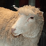 Picture of Dolly sheep, first cloned mammal from an adult cell