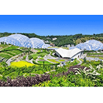 Picture of Eden Project,  visitor attraction in Cornwall, England, UK
