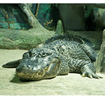 Saturn alligator