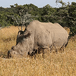 Picture of Sudan rhinoceros