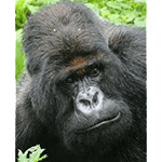 Picture of Gorilla Titus, silverback mountain gorilla