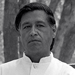 Picture of Cesar Chavez,  Mastermind of the California grape boycott
