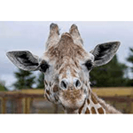 Picture of April Giraffe, Know for Live-streams of births in 2017 and 2019