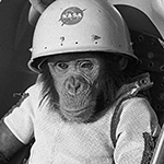 Picture of Ham chimpanzee, First non-human hominid in space - 1961