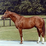 Picture of Secretariat horse, Racehorse